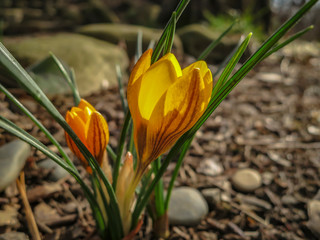 Two early crocuses Golden Yellow under the tree. Sunny spring day. Nature concept for design