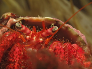 Hermit crab eyes, Macro photography 