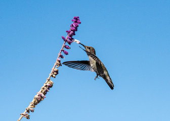 Anna's hummingbird (calypte Anna) Feeding in Flight