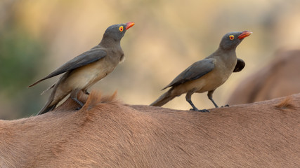 Two red-billed oxpecker sitting on the back of an impala in Kruger National Park