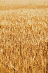 Field with ripe wheat