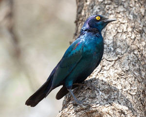 One cape glossy starling in the Kruger National Park in South Africa