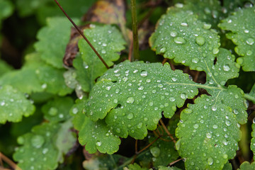 Water Droplets on Celadine Leaves in Autumn