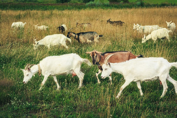 Herd of young goats in the green field