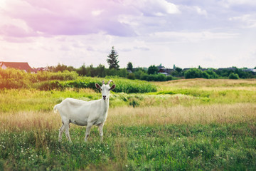 Young goat grazing in a green field