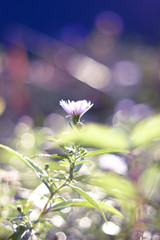 delicate flower Erigeron blooms in the morning sun