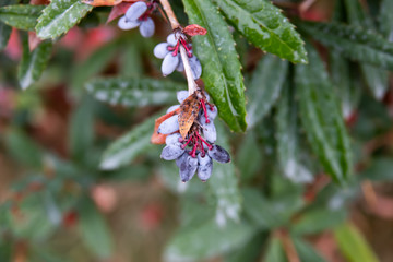 Winter Barberry Fruits in Autumn