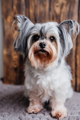 portrait of a cute little dog beaver on wooden background