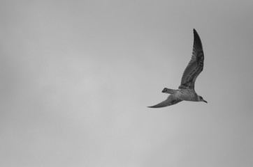 seagull flying in the sky