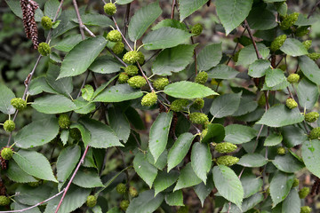 Naklejka premium Wiśnia brzozowa (Betula lenta L.). Gałęzie z zielonymi kolczykami i liśćmi