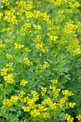 Rue fragrant (odorous) (Ruta graveolens L.). The blossoming plan