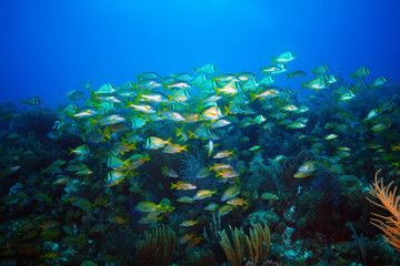 Shoal of fish in the Caribbean sea. Fish on a reef at the Cuban shores.
