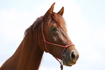 Portrait of a young horse in summer outside at rural dressage center