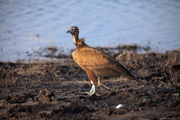 The hooded vulture (Necrosyrtes monachus) sitting on the river bank.