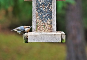 A cute BROWN-HEADED NUTHATCH (Sitta pusilla) perching on wooden feeder enjoy eating and relaxing  on the soft focus background garden, Autumn in Georgia USA.