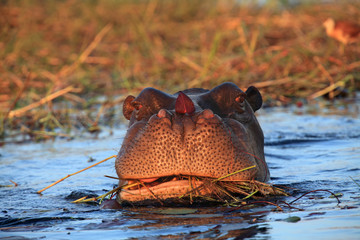 The common hippopotamus (Hippopotamus amphibius), or hippo grazing in a river with water lily leaf...