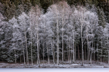 Winter birches