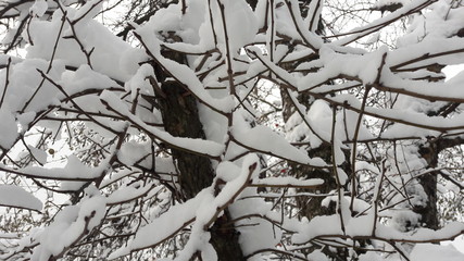 Snow on a branch. Winter landscape. Snow covered winter branches