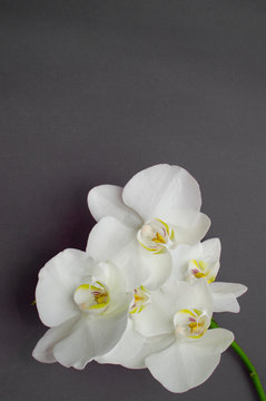 Fototapeta romantic branch of white orchid on gray background.