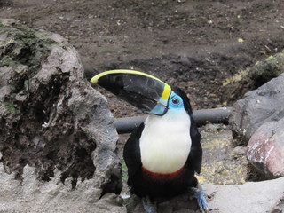 Majestuosa ave azul, originaria de Ecuador 