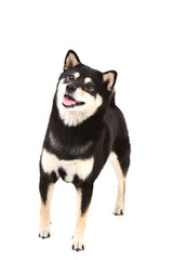 Shiba inu dog isolated on white background