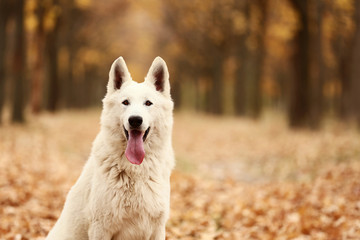 White swiss shepherd dog in autumn park