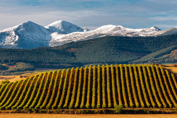 Vineyards with San Lorenzo mountain as background, La Rioja, Spain - obrazy, fototapety, plakaty