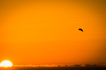 bird flying in the sunset