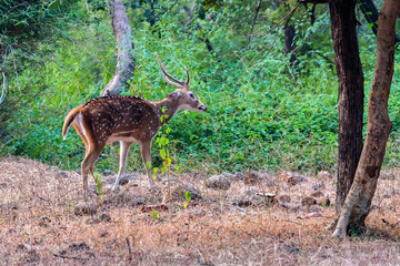 Naklejka na ściany i meble Young Spotted deer Chital or Axis in national park Ranthambore