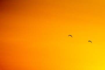 birds flying in the sky at sunset