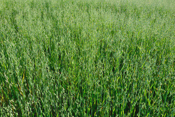 Green oat grass. Nature background. - 235759142