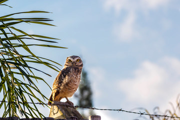 owl eyes