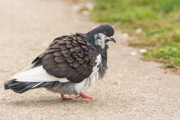 Obraz premium A Beautiful White-Grey Pigeon Walking on the Pavement
