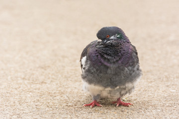 A Spotted Pigeon Resting and Waiting for Food