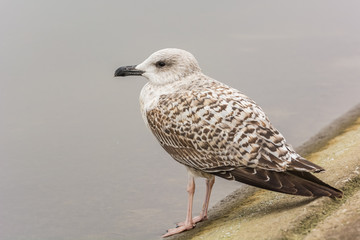 A Huge Beautiful Spotted Gull Resting near the Lake 