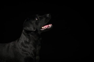Dog. Photo Studio, black lab on a black background. Black on black