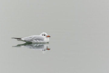 A Small White-Grey Seagull with Orange Beak and Its Reflection