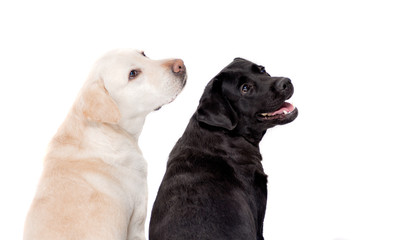 Black and white Labrador on white background, portrait. Dogs and photo Studio