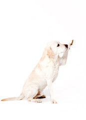 Dog. Light Labrador on white background. Portrait