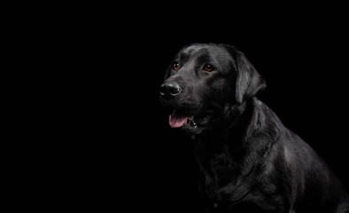 Dog. Photo Studio, black lab on a black background. Black on black