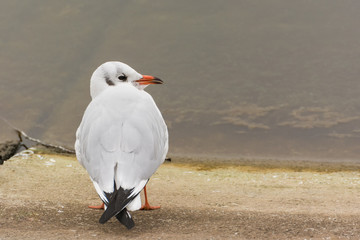 A White Seagull Resting and Gazing at the Lake