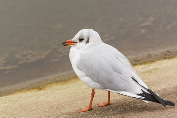 A Hungry White Gull Waiting for Some Food near the Lake