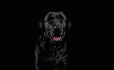 Fototapeta na wymiar Dog. Photo Studio, black lab on a black background. Black on black