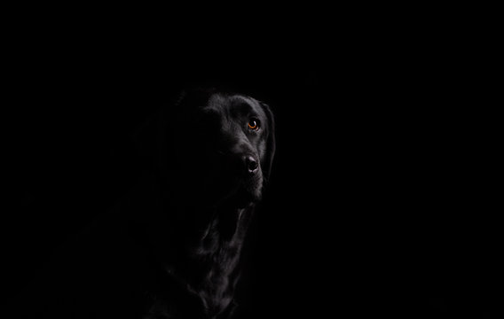 Dog. Photo Studio, black lab on a black background. Black on black