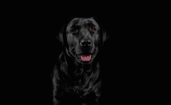Dog. Photo Studio, black lab on a black background. Black on black