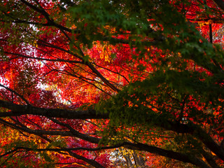 紅葉