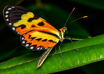 Naklejka premium Brazilian Butterfly - Mechanitis lysimnia - on leaf close up - Macro butterfly lateral view 