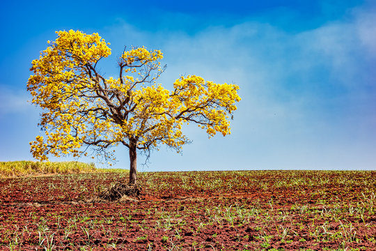 Sugar cane field with isolated tree yellow Ipe - Handroanthus albus - with cloudy blue sky 