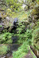 Fototapeta premium Levada walk from Ribeiro Frio to Portela, Madeira