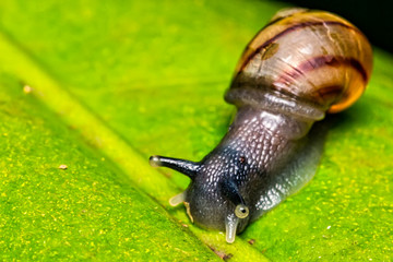 Small snail on leaf macro photo top view